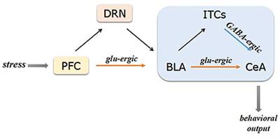 Stress-Induced Functional Alterations in Amygdala: Implications for Neuropsychiatric Diseases